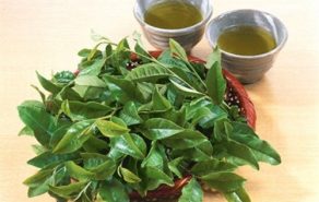 Chữa viêm âm đạo bằng lá chè